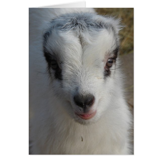 Cute Little Amigo Hälsningskort (Framsidan)