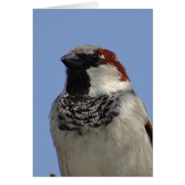 Cute Little bird Hälsningskort (Framsidan)