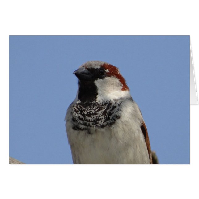 Cute Little bird Hälsningskort (Framsidan Horizontal)