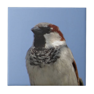 Cute Little bird Kakelplatta