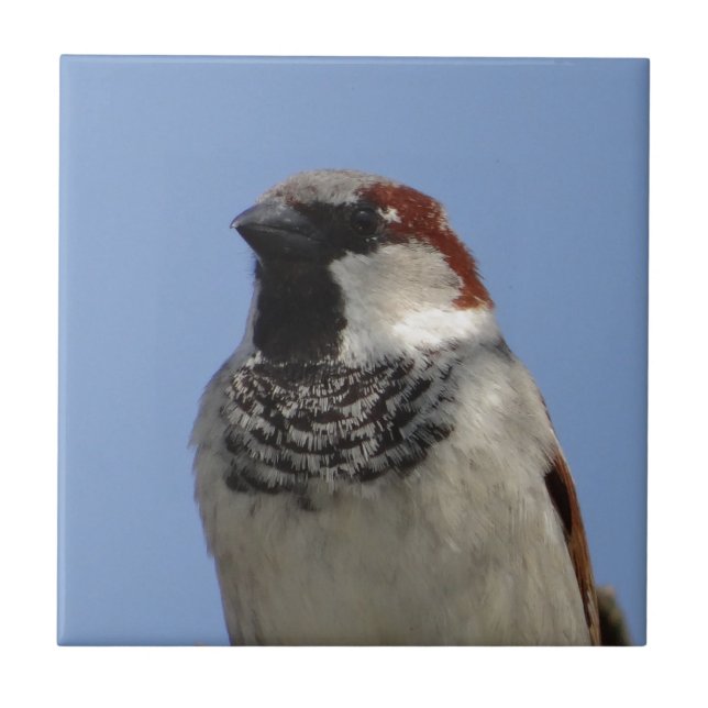 Cute Little bird Kakelplatta (Framsidan)