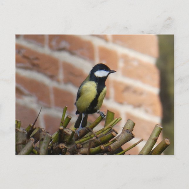 Cute Little Bird on Top DIY Postcard Vykort (Framsida)
