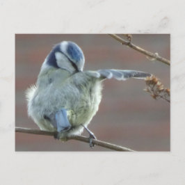 Cute Little Biry DIY Postcard Vykort