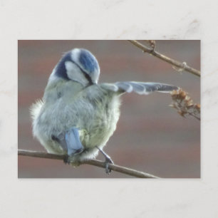 Cute Little Biry DIY Postcard Vykort