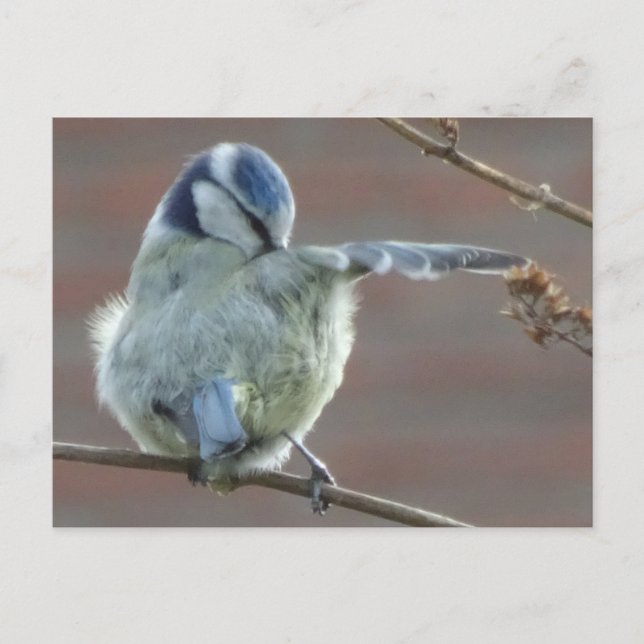 Cute Little Biry DIY Postcard Vykort (Framsida)