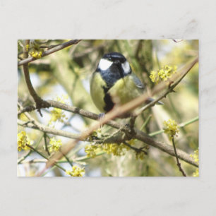 Cute Little Biry DIY Postcard Vykort