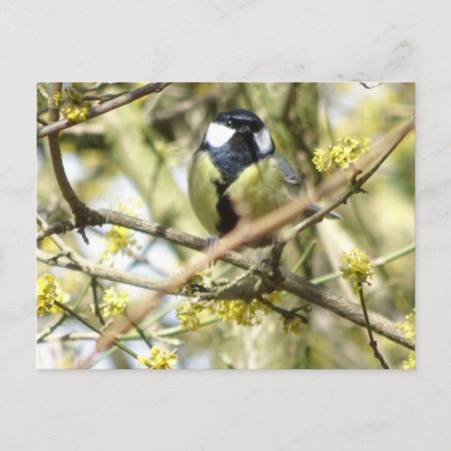 Cute Little Biry DIY Postcard Vykort (Framsida)