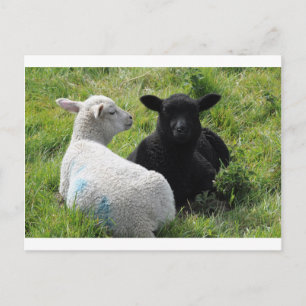 Cute Little black and white lamm Vykort