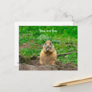 Cute Little Black-Tails Prairie Hund Helg Vykort