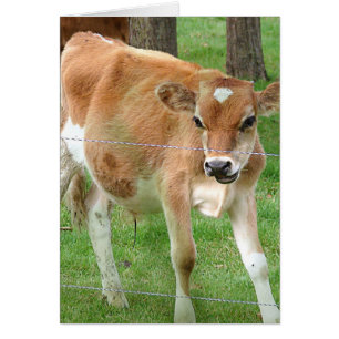 Cute Little Calf Hälsningskort