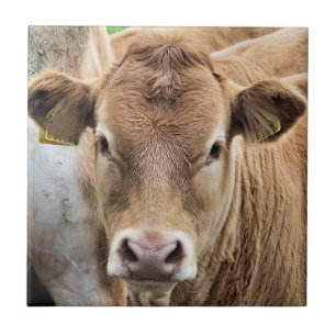 CUTE LITTLE CALF KAKELPLATTA