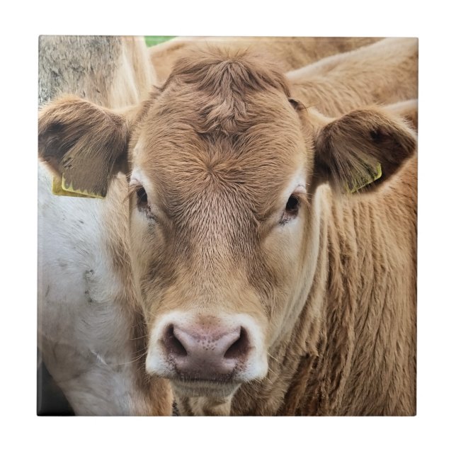 CUTE LITTLE CALF KAKELPLATTA (Framsidan)