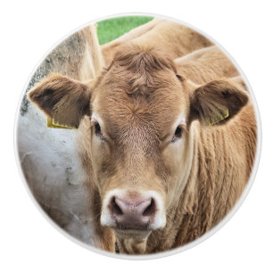 CUTE LITTLE CALF KNOPP