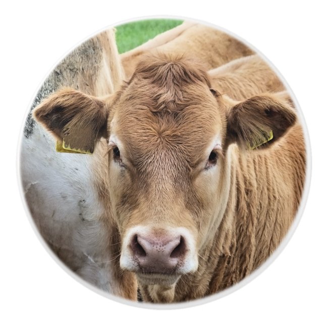 CUTE LITTLE CALF KNOPP (Framsidan)