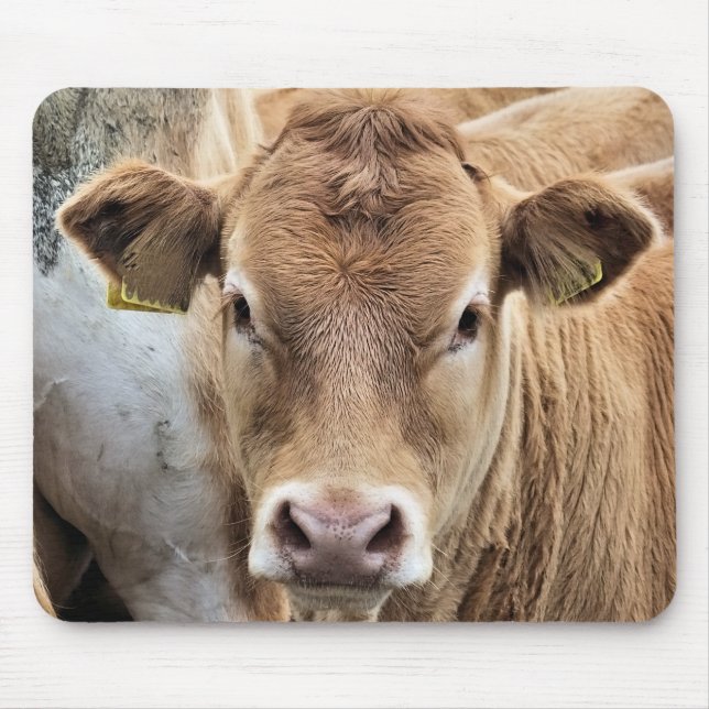 CUTE LITTLE CALF MUSMATTA (Framsidan)