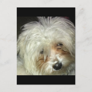 Cute Little Casper Vykort