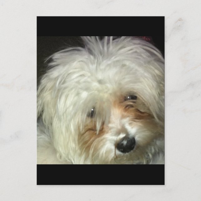 Cute Little Casper Vykort (Framsida)