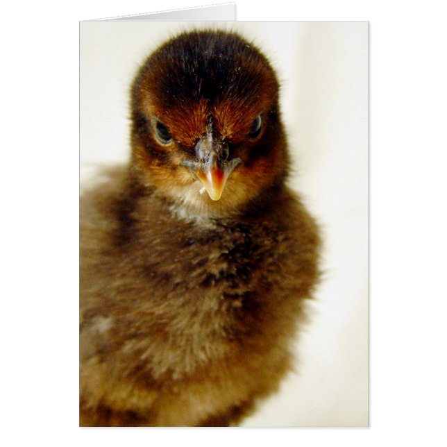 Cute Little Chick Hälsningskort (Framsidan)