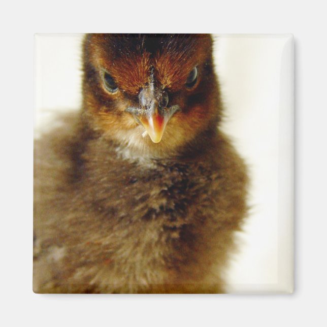Cute Little Chick Magnet (Framsidan)