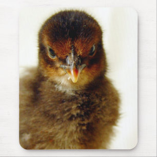 Cute Little Chick Musmatta