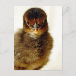 Cute Little Chick Vykort