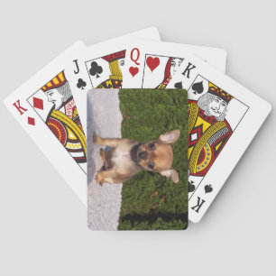 Cute Little Chihuahua Puppy Hund Casinokort