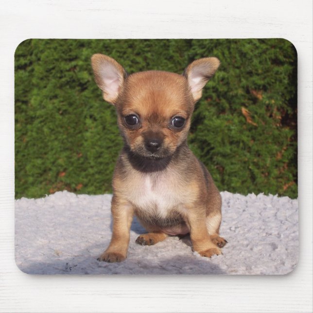 Cute Little Chihuahua Puppy Hund Musmatta (Framsidan)