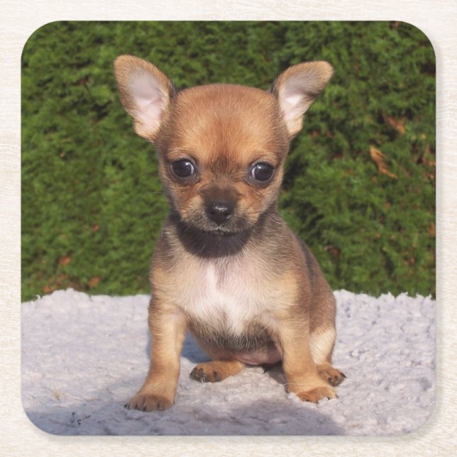 Cute Little Chihuahua Puppy Hund Underlägg Papper Kvadrat (Framsidan)