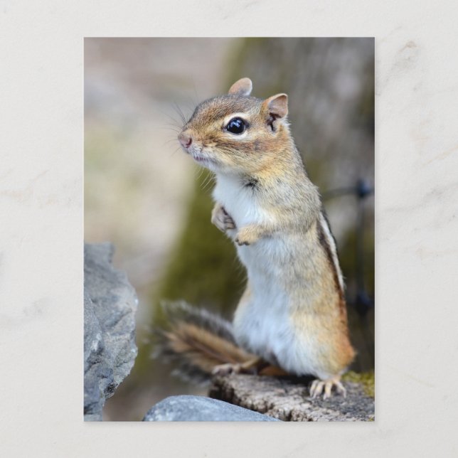 Cute Little Chipmunk på Alert Vykort (Framsida)