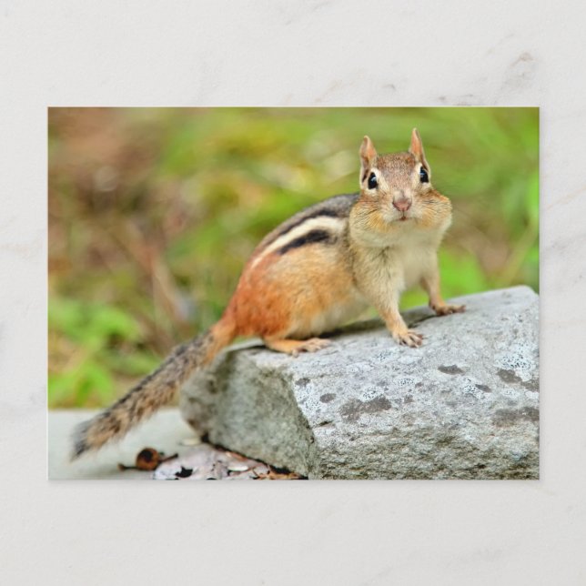 Cute Little Chipmunk Poson på Sten Vykort (Framsida)