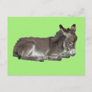 Cute Little Chocolate Donkey Foal Dosering på grön Vykort