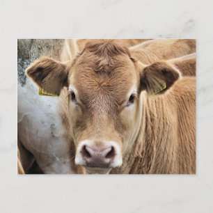 CUTE LITTLE COW VYKORT