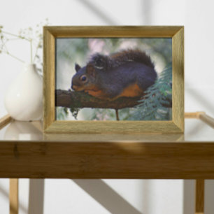 Cute Little Douglas Squirrel Wildlife Fototryck