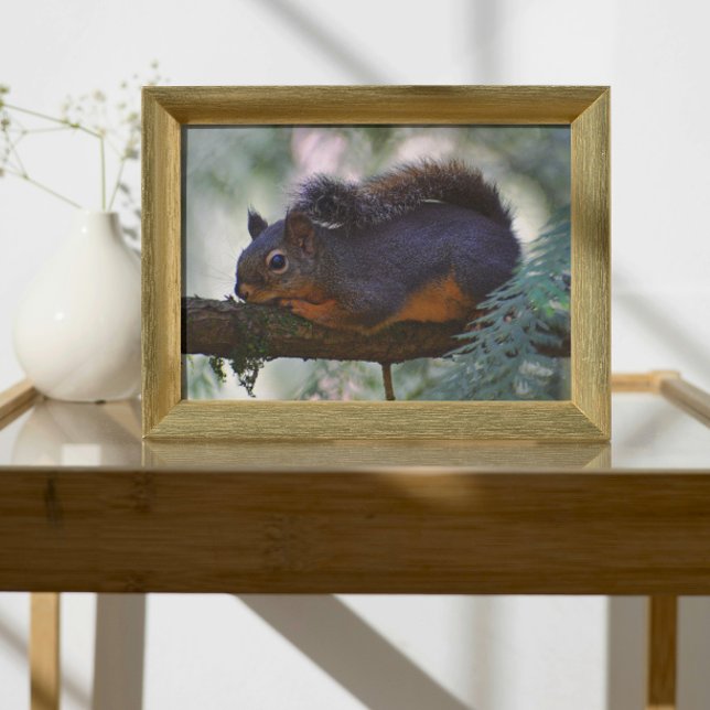 Cute Little Douglas Squirrel Wildlife Fototryck (In Situ (Framed))