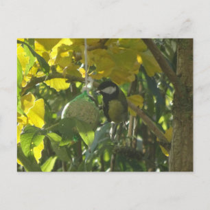 Cute Little EEG Bird DIY Postcard Vykort