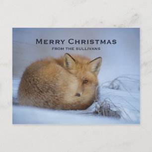 Cute Little Fox Curve Up Vinter Photo jul Helg Vykort