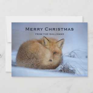 Cute Little Fox Curve Up Vinter Photo jul Julkort