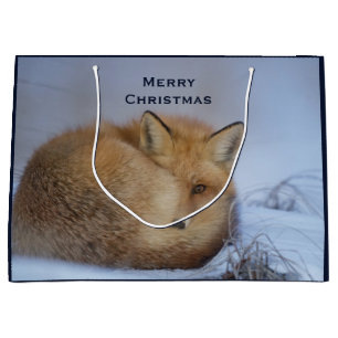 Cute Little Fox Curve Up Winter Photo