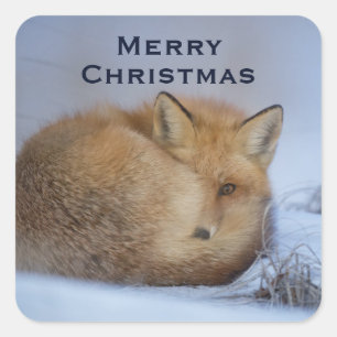 Cute Little Fox Curve Up Winter Photo Fyrkantigt Klistermärke
