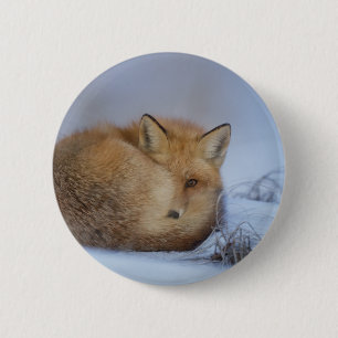 Cute Little Fox Curve Up Winter Photo Knapp