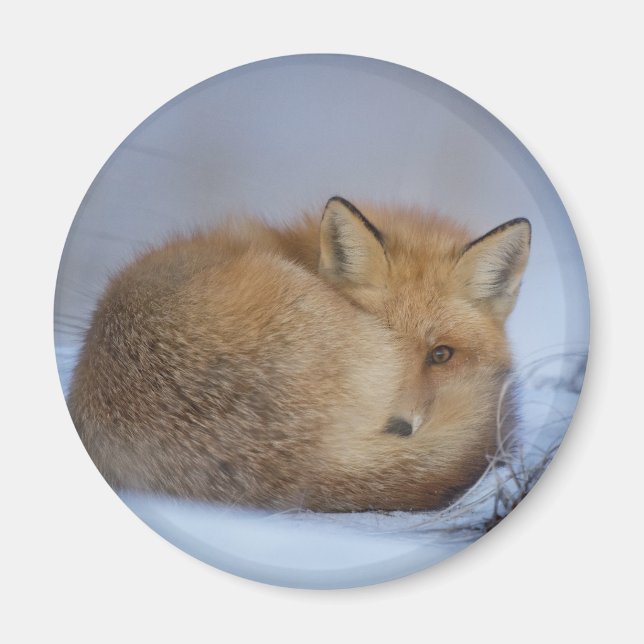 Cute Little Fox Curve Up Winter Photo Magnet (Framsidan)