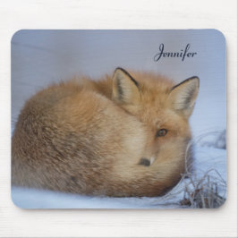 Cute Little Fox Curve Up Winter Photo Musmatta