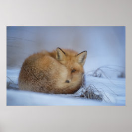 Cute Little Fox Curve Up Winter Photo Poster