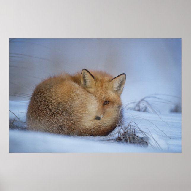 Cute Little Fox Curve Up Winter Photo Poster (Framsidan)