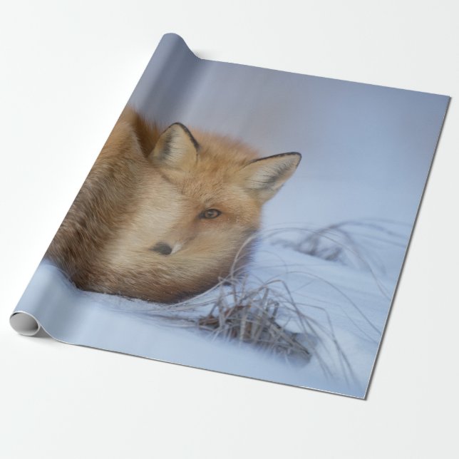 Cute Little Fox Curve Up Winter Photo Presentpapper (Utrullad)