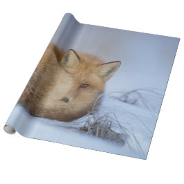 Cute Little Fox Curve Up Winter Photo Presentpapper