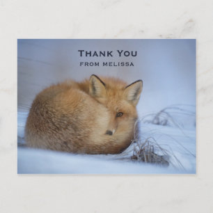Cute Little Fox Curve Up Winter Photo Tack Vykort
