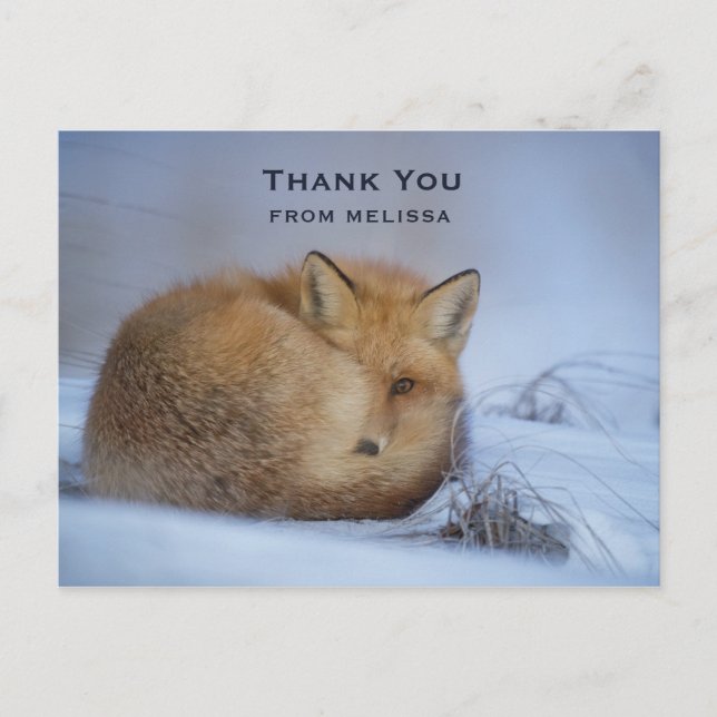 Cute Little Fox Curve Up Winter Photo Tack Vykort (Framsida)