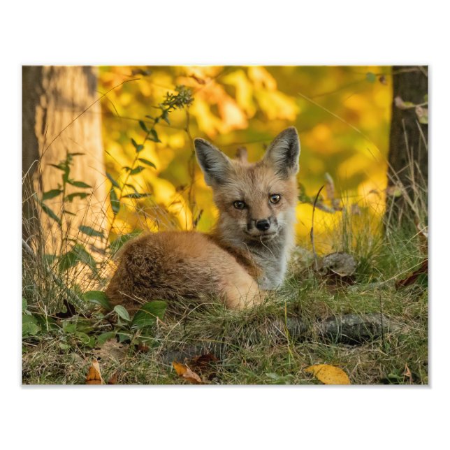 Cute Little Fox Fototryck (Framsidan)