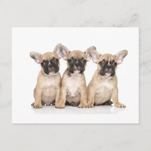 Cute Little fransk Bulldog Vykort